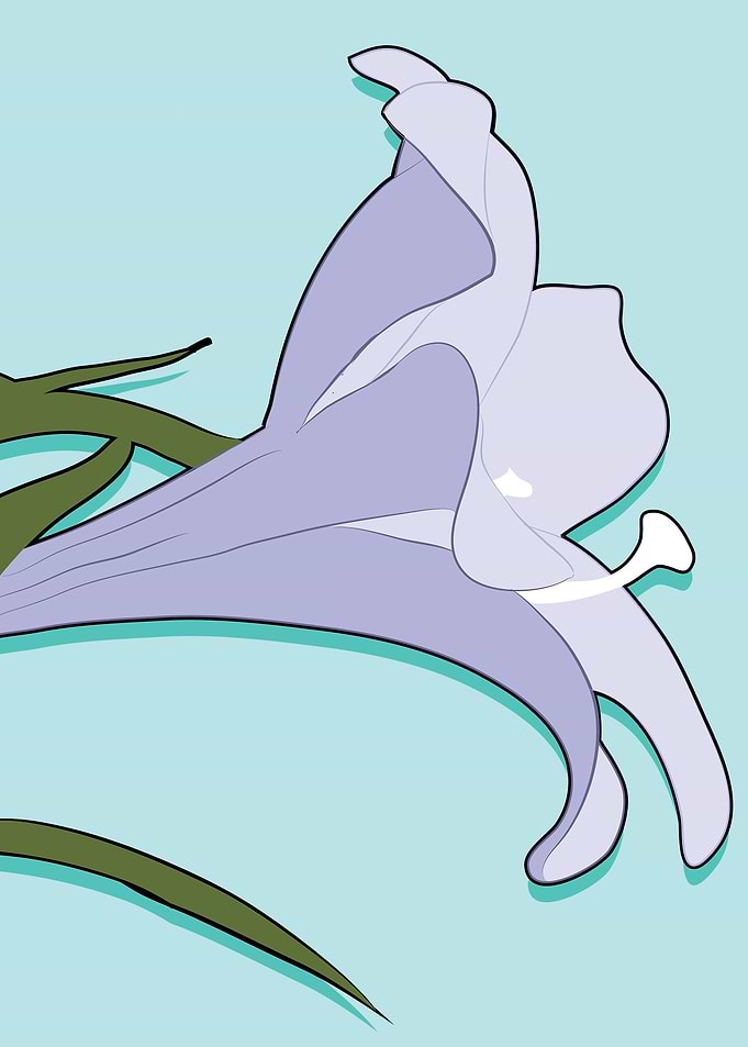 Illustration of a Lily