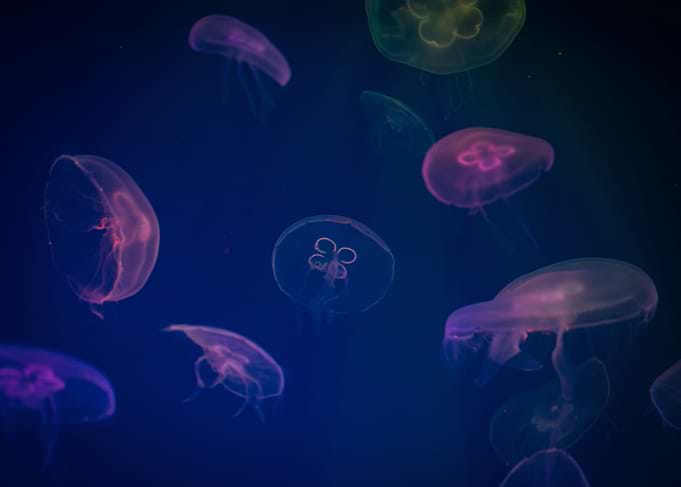 Jellyfish School