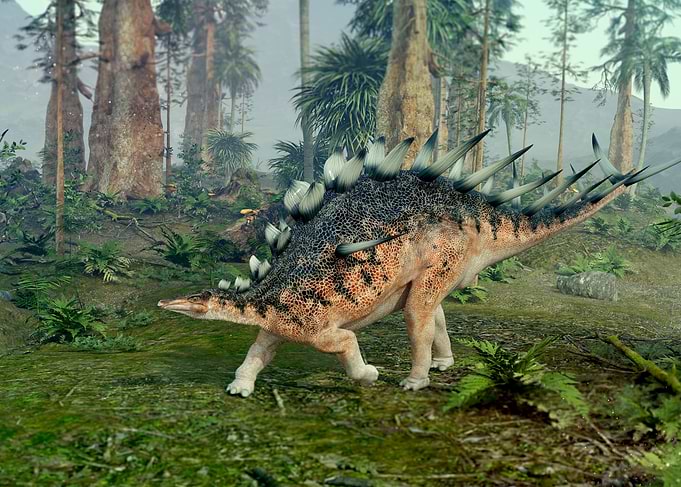 Stegosaurus dinosaurs