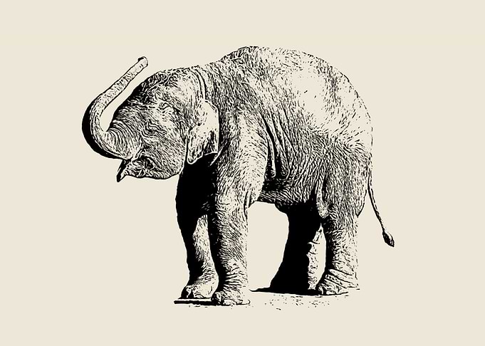 Baby elephant