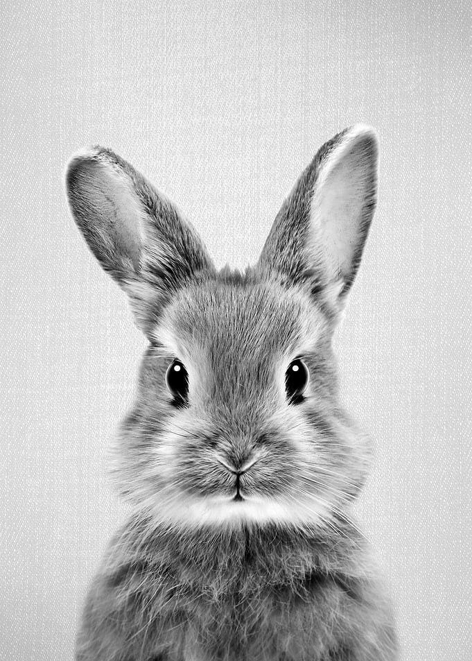 Baby Rabbit BW