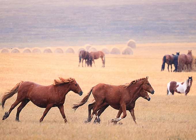 Animals