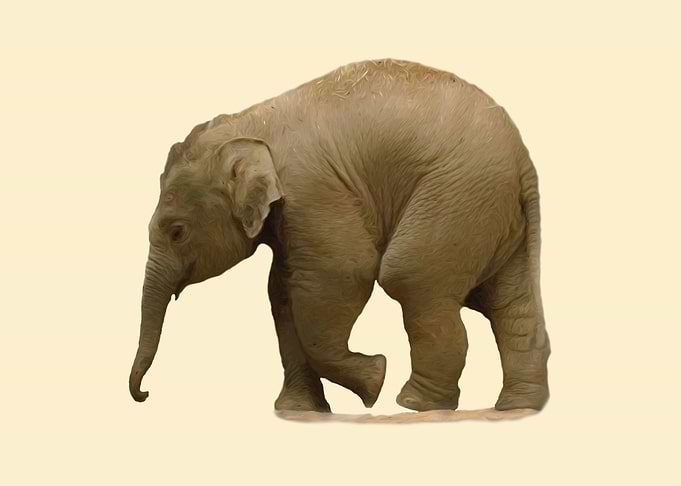 Baby elephant