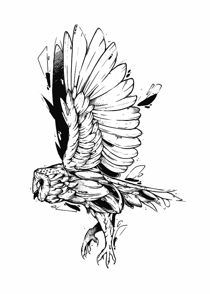 owl