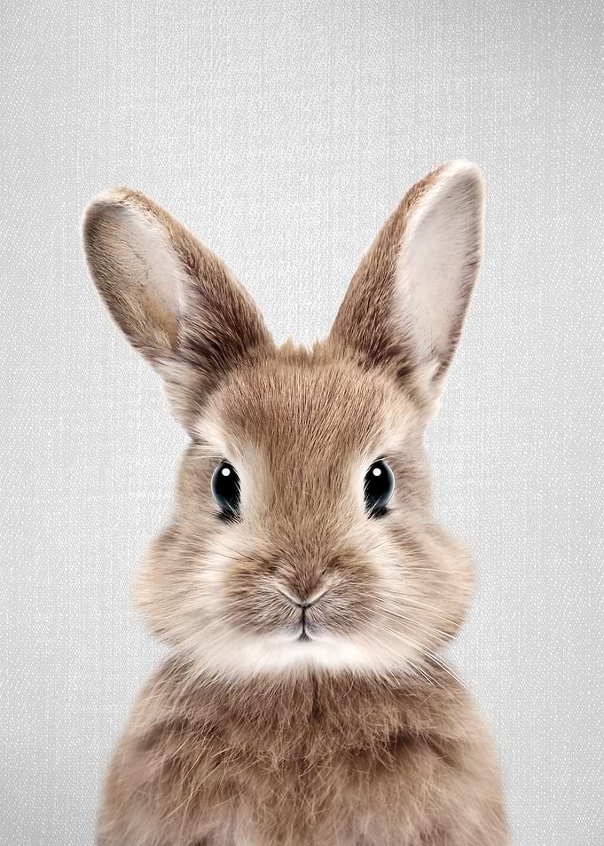 Baby Rabbit Colorful