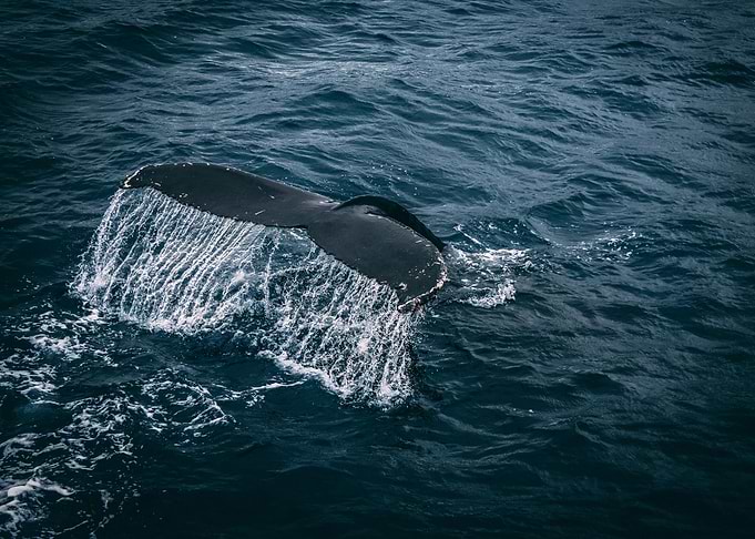 The story of a Whale Tail