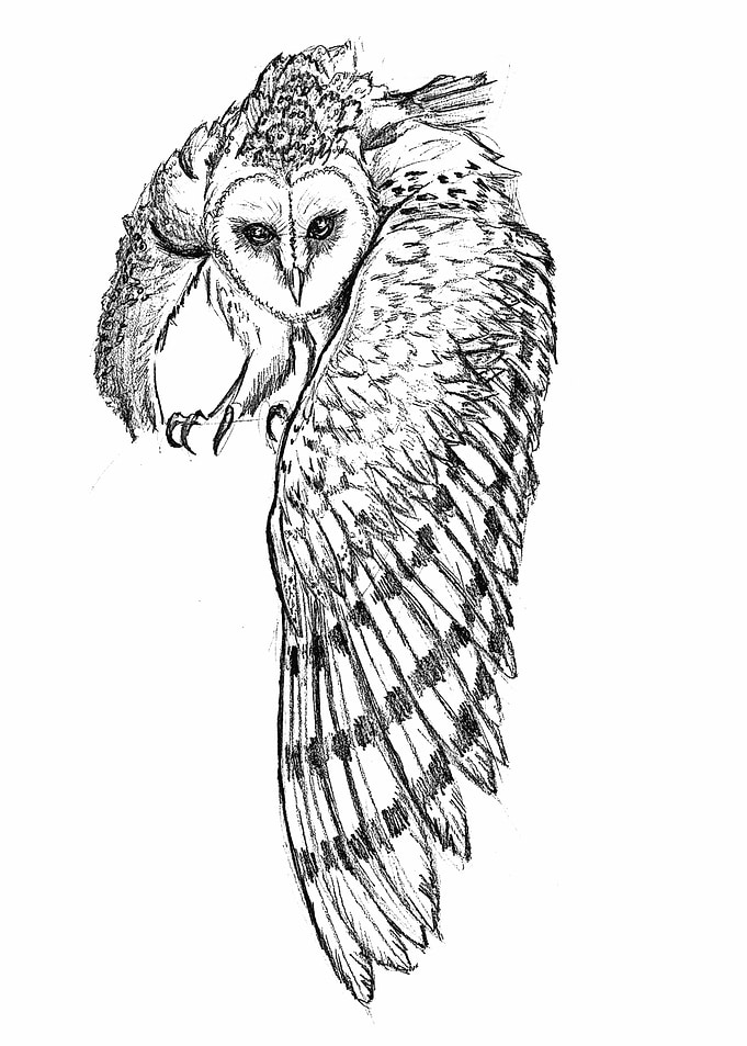 owl