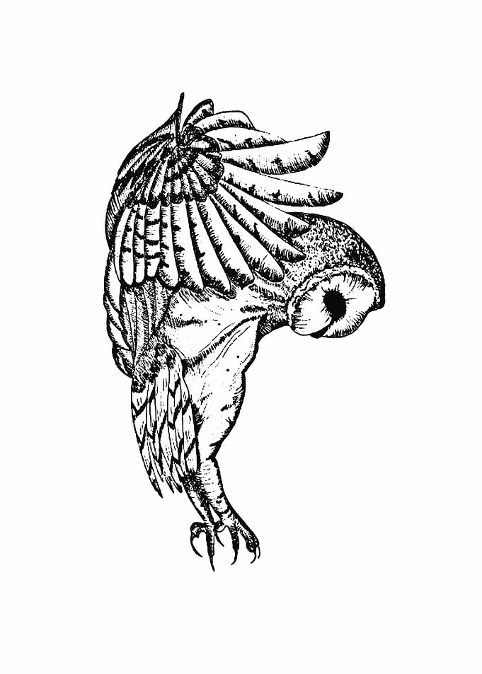 owl
