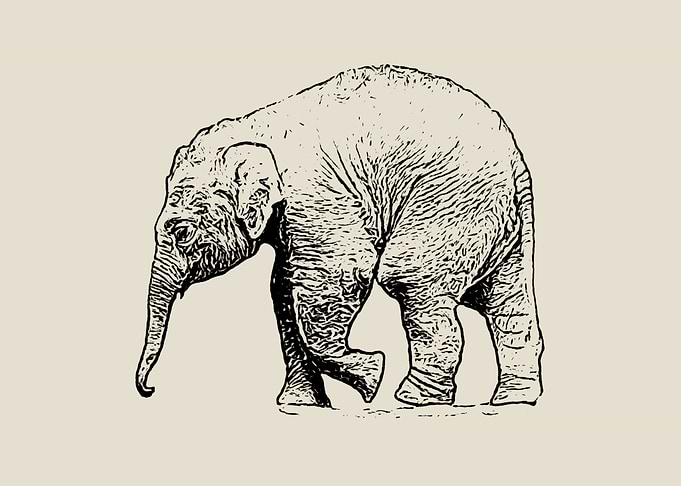 Baby elephant