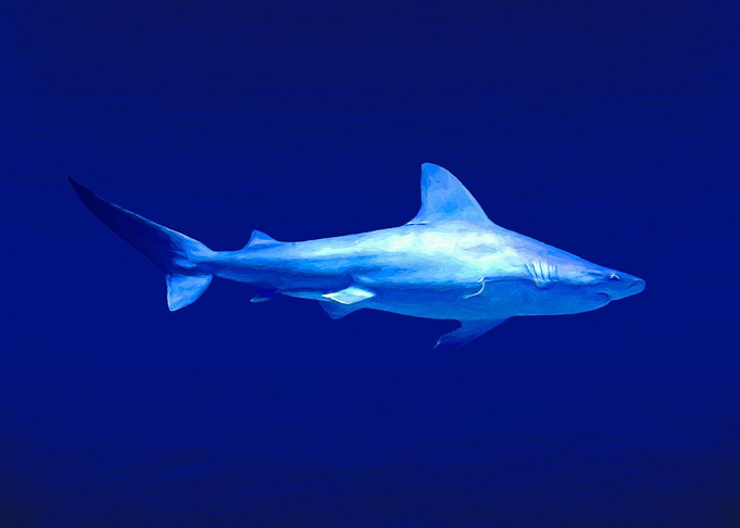 Shark