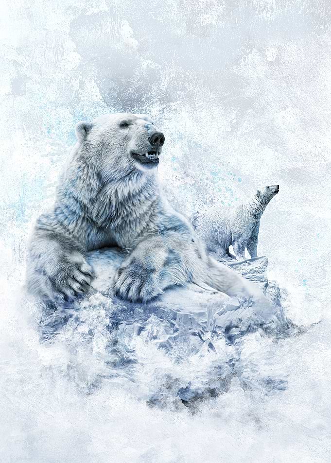 Polar Bears