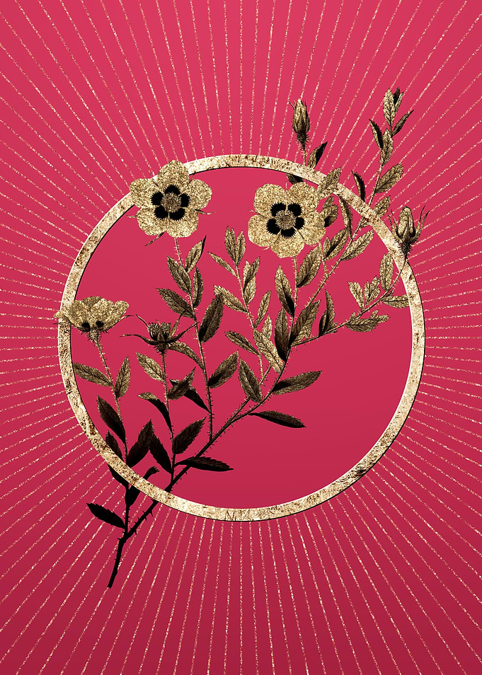 Viva Magenta Rosa Persica