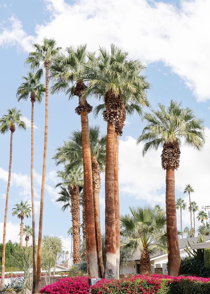 Palm Springs Palm Trees