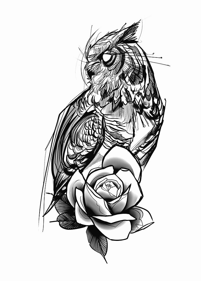 owl