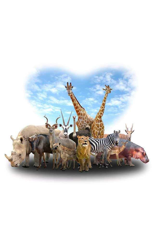 animals