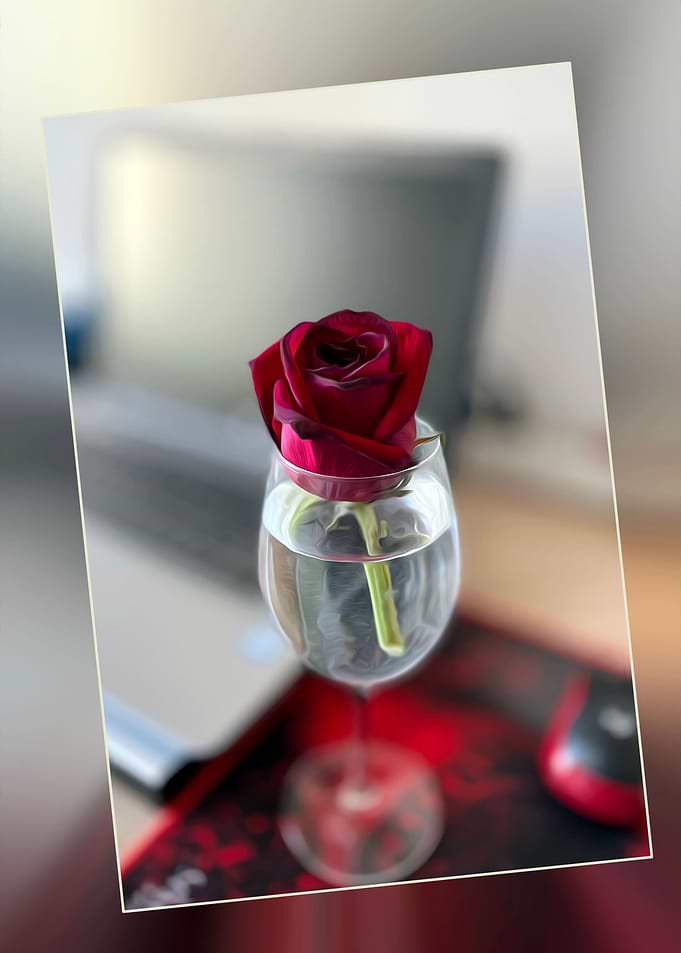 Dark red rose