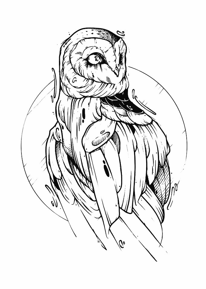 owl