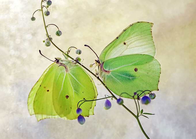 Yellow butterflies