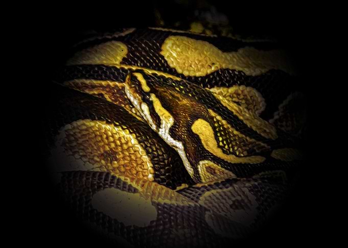 Snake in the dark