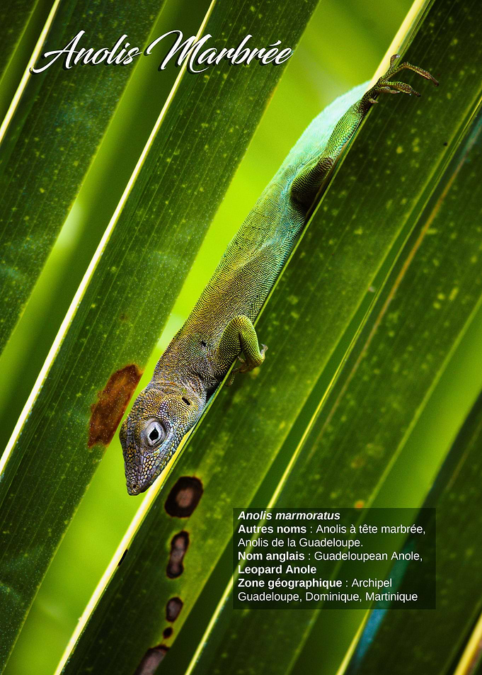 Anolis marmoratus