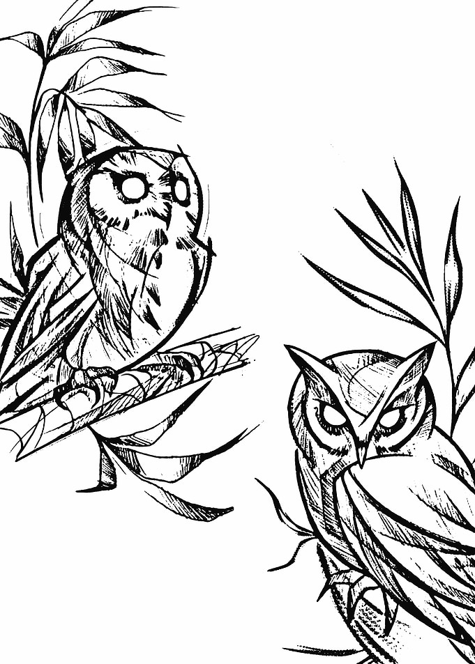 owl