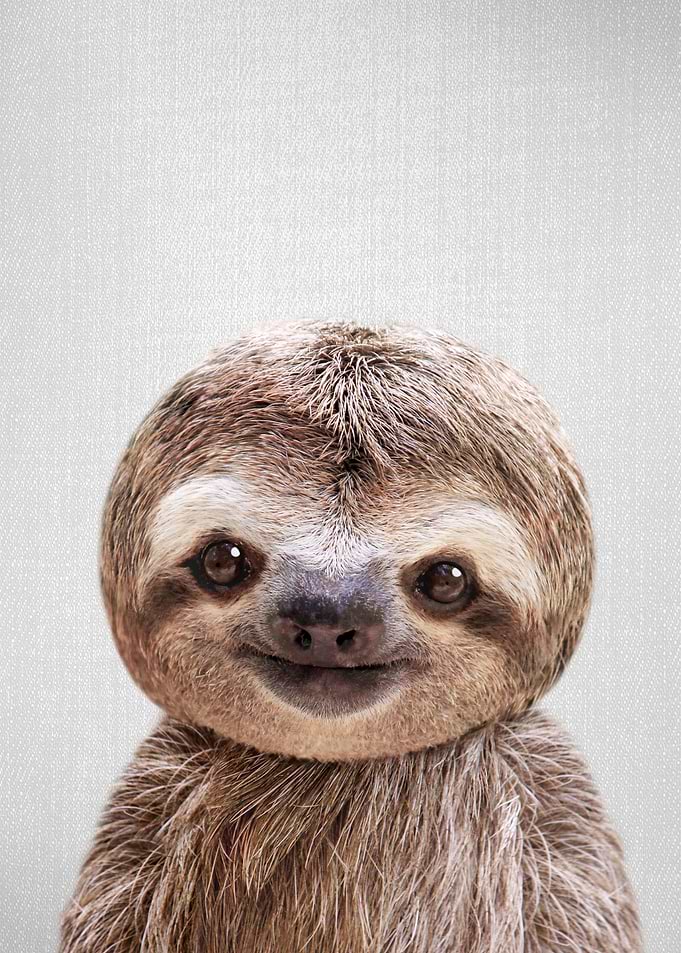 Baby Sloth Colorful