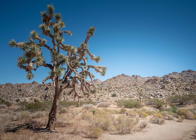 Joshua Tree NP