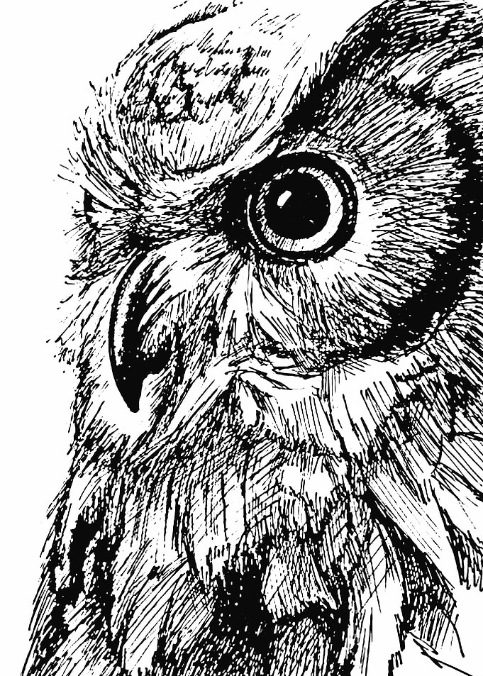 owl