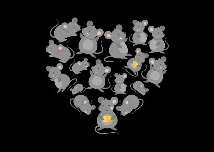 rat