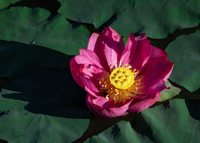 Lotus