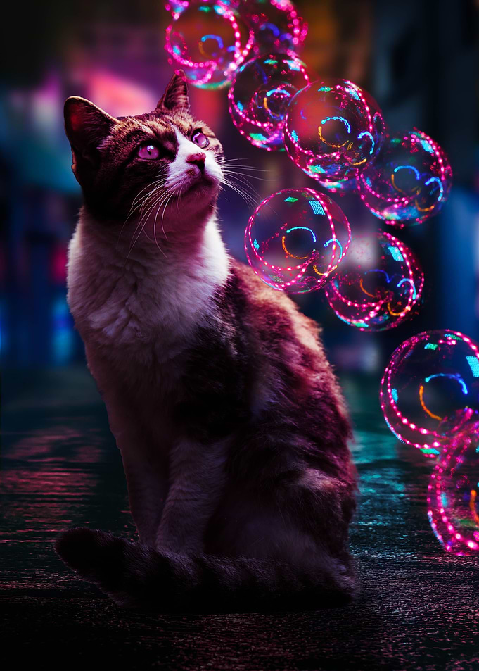 Cat Bubbles