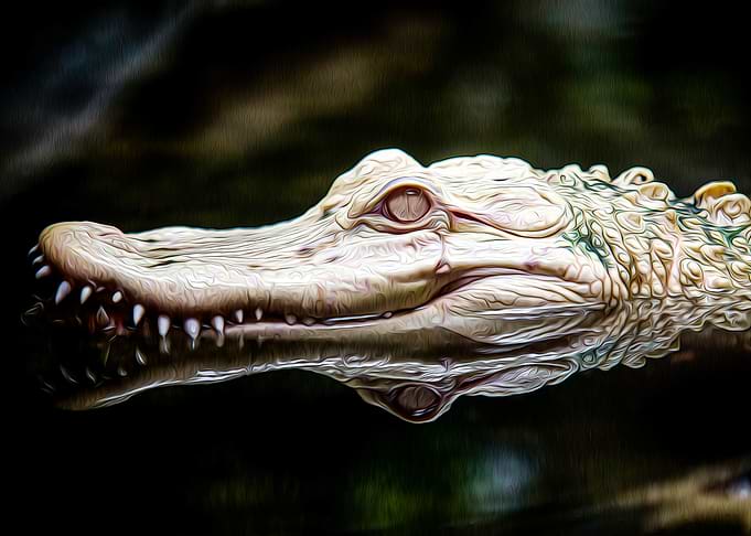 Crocodile