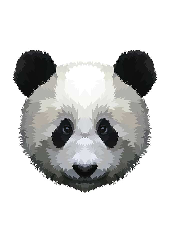 Panda head on a white