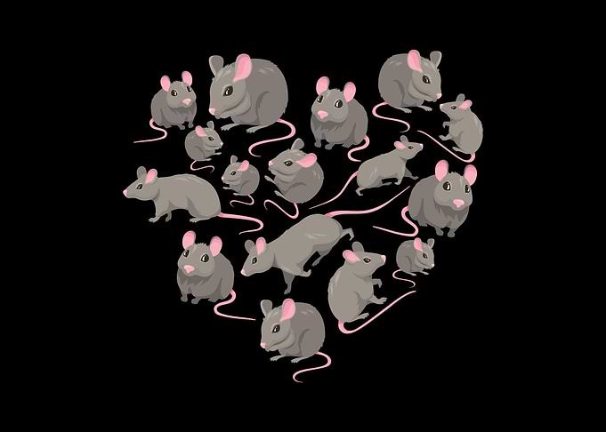 rat