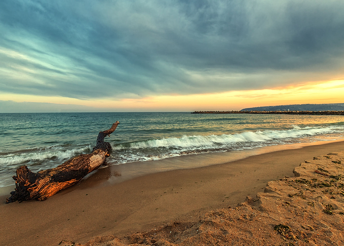 log at the beach