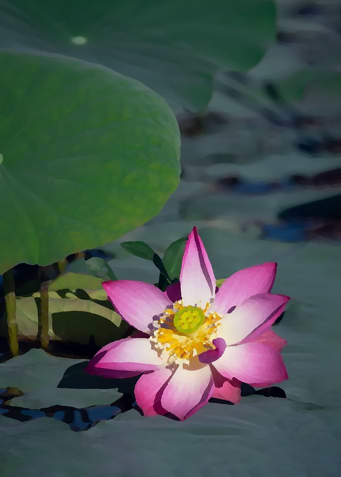 Lotus