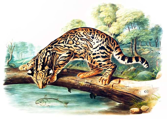 Leopard Cat