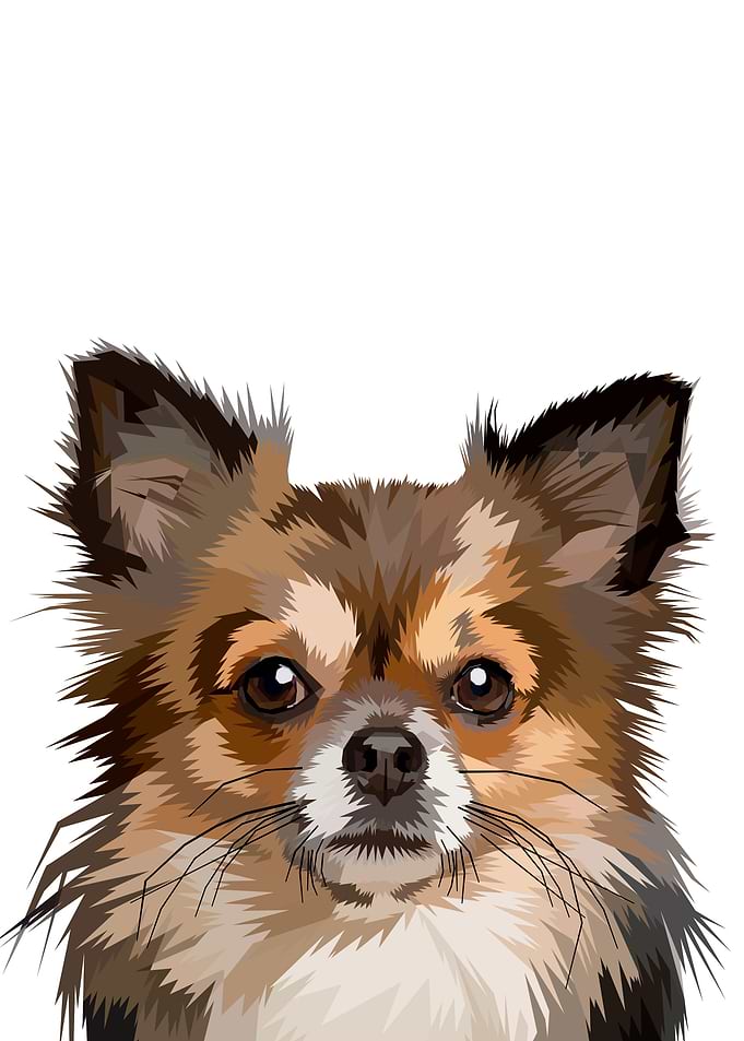 Pomeranian dog head