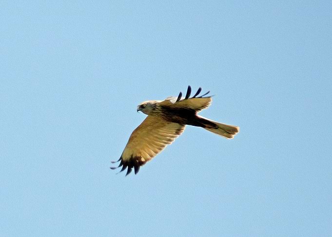 Flying harrier