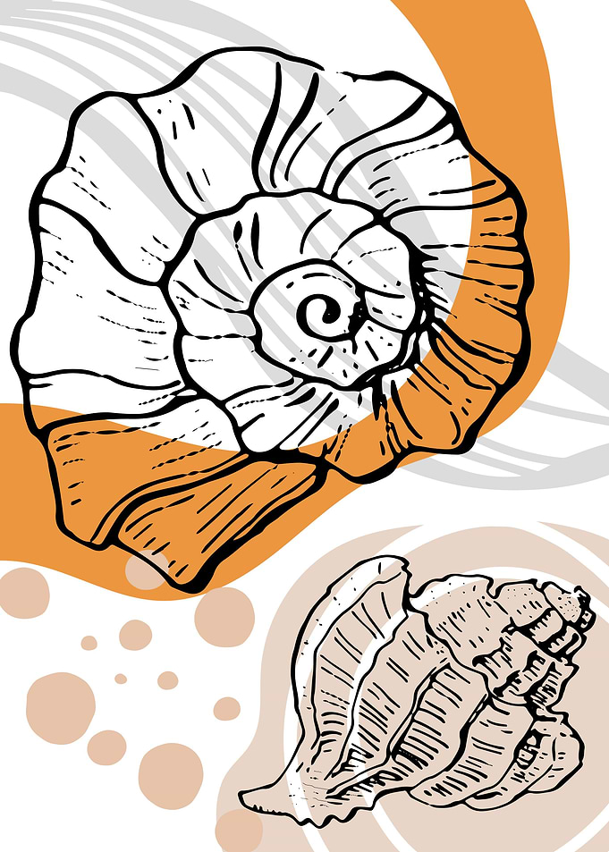 Shell