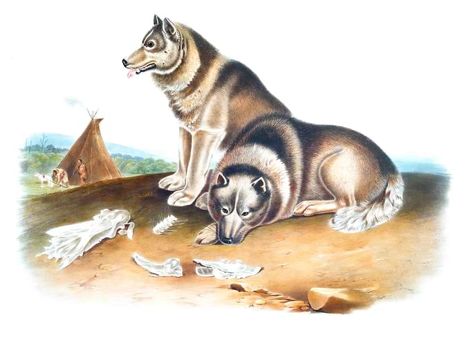 Esquimaux Dog
