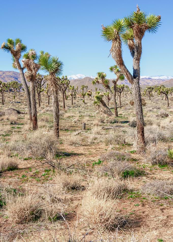 Joshua Tree Landscape
