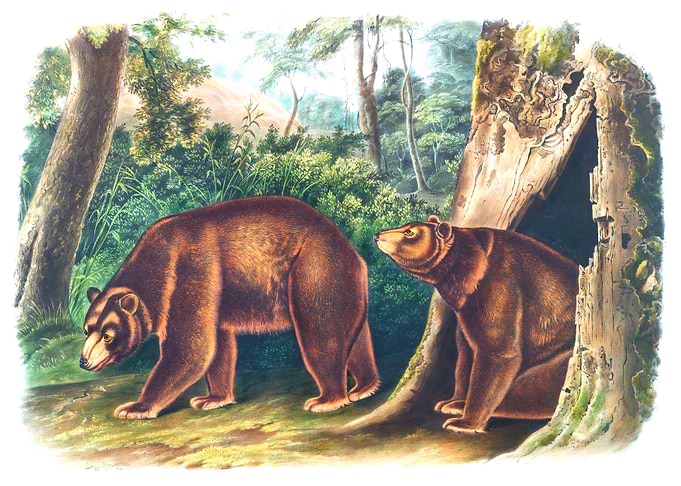 Cinnamon Bear