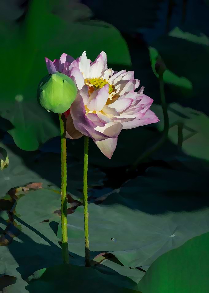 Lotus