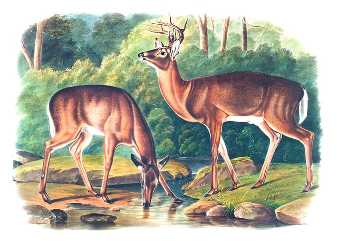 Virginian Deer