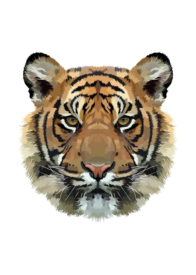 Tiger head on white