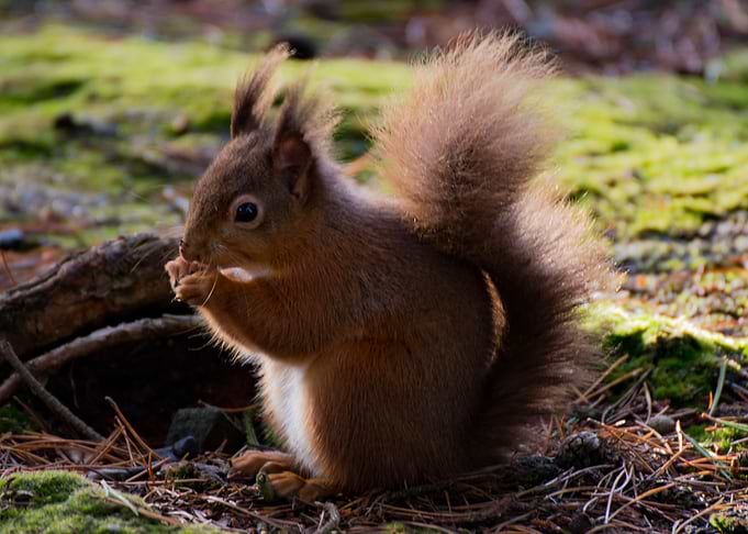 Uk Red Squirrel