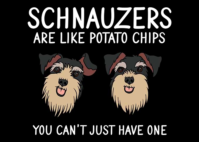 Schnauzers