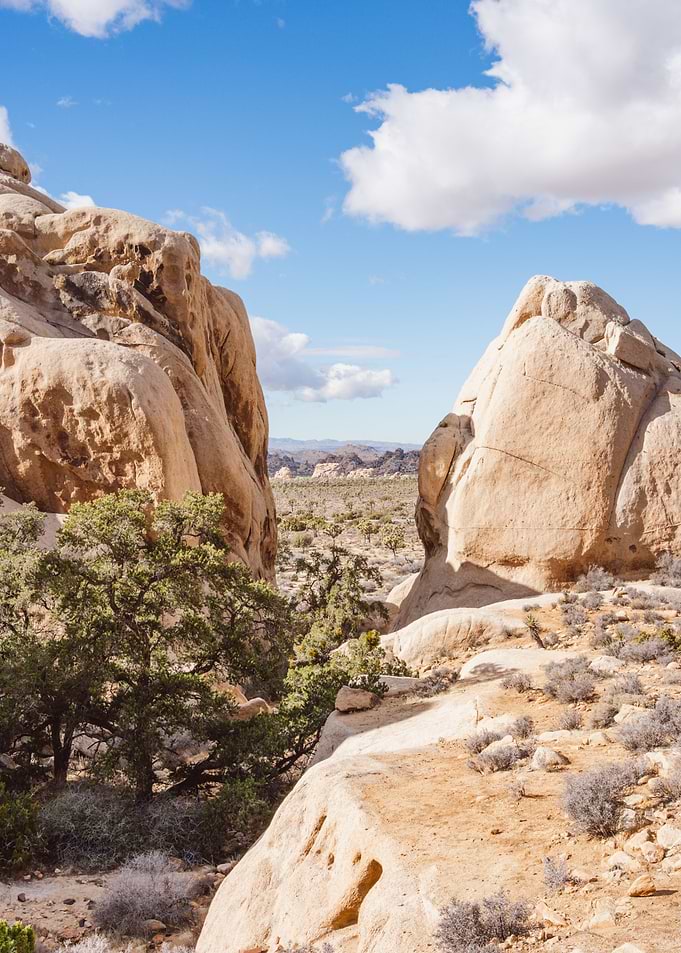 Joshua Tree National Park