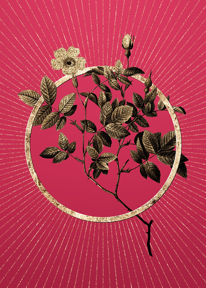 Rosebush on Viva Magenta